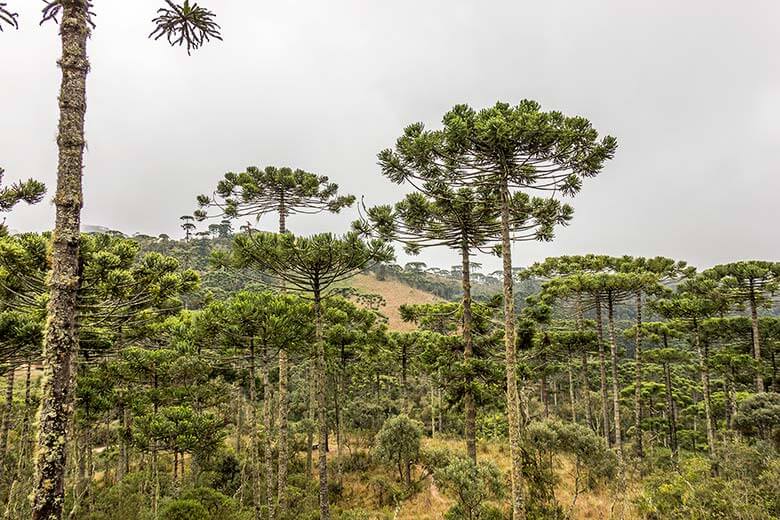 final de semana em Campos do Jordão - dicas