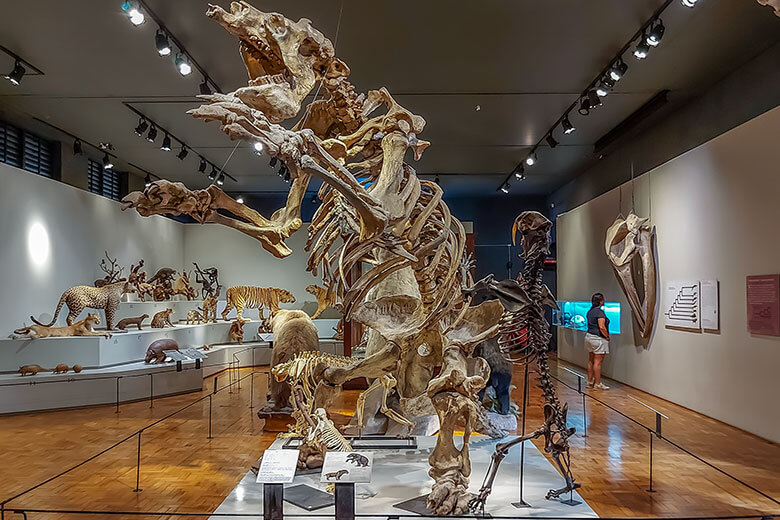 Museu de Zoologia da Universidade de São Paulo