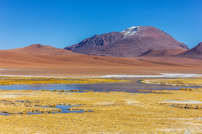 Bofedal de Quepiaco no Atacama - Chile