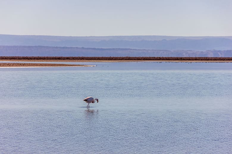 lagoa dos flamingos no Atacama - dicas