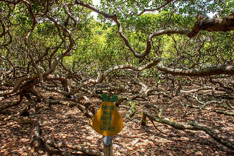 o que fazer em Natal além das praias?