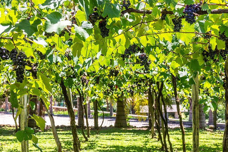 onde ficar no Vale dos Vinhedos