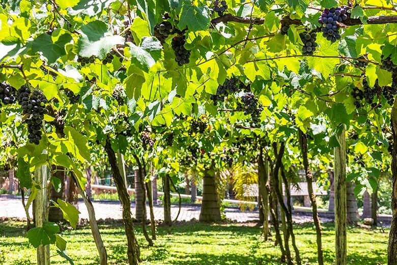 cidades próximas a Gramado