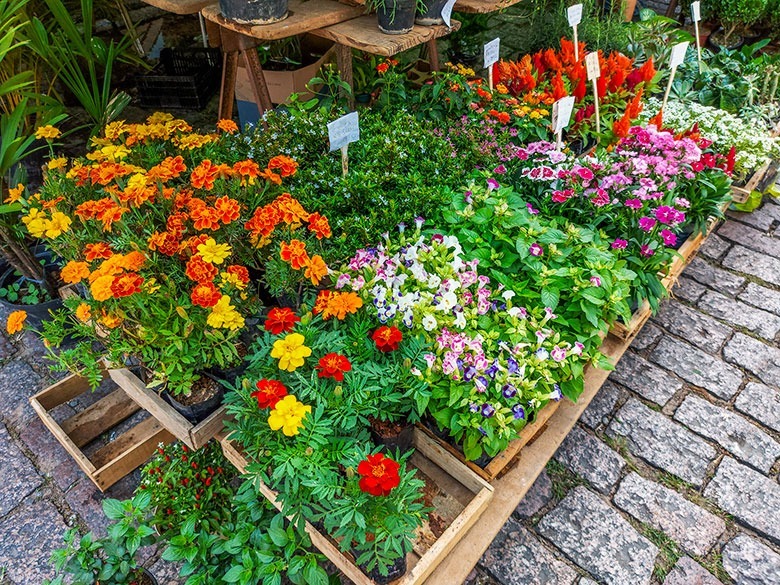 Feira do Verde