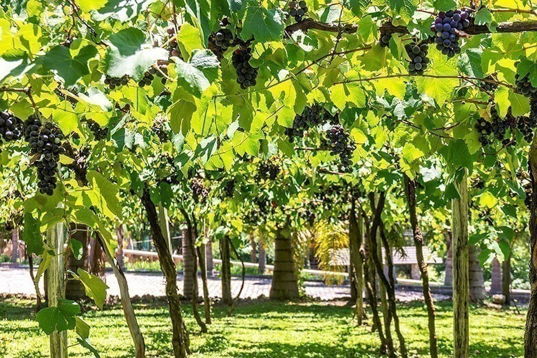 cidade que fica perto de Gramado