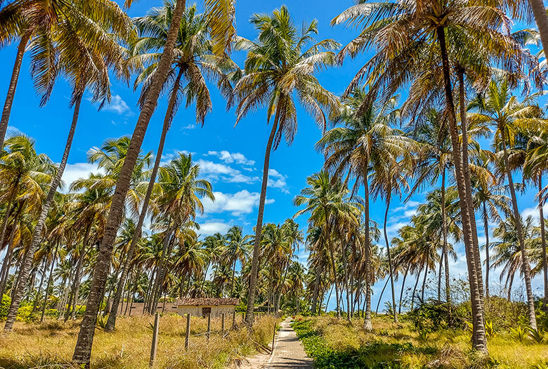 Praia do Patacho como ir